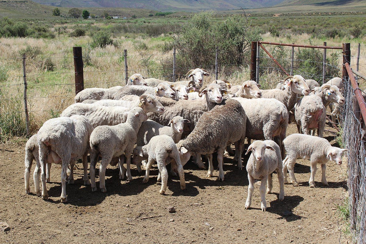 southafricanfarmresizedforweb2