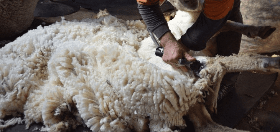 Esquila2 from Uruguay sheep shearing