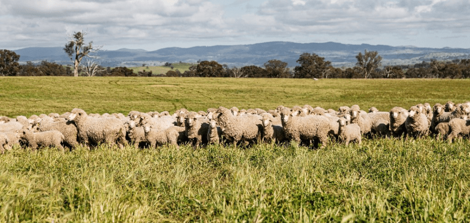 IWTO Focus on the Australian Wool Supply Chain