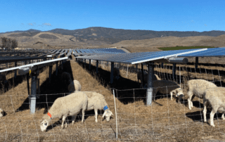 IWTO discuss The effects of solar panels on sheep grazing
