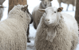 IWTO take A look at the Canadian wool industry
